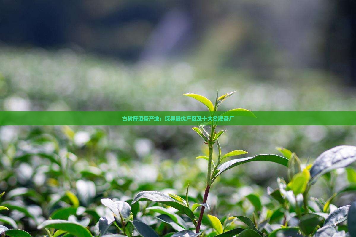 古树普洱茶产地：探寻最优产区及十大名牌茶厂