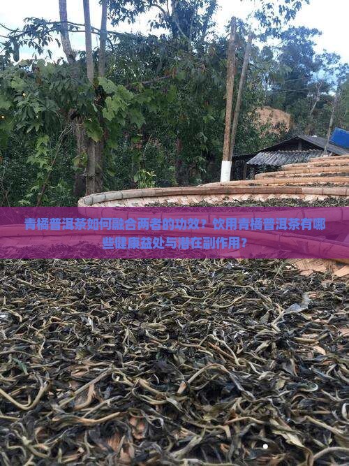 青橘普洱茶如何融合两者的功效？饮用青橘普洱茶有哪些健康益处与潜在副作用？
