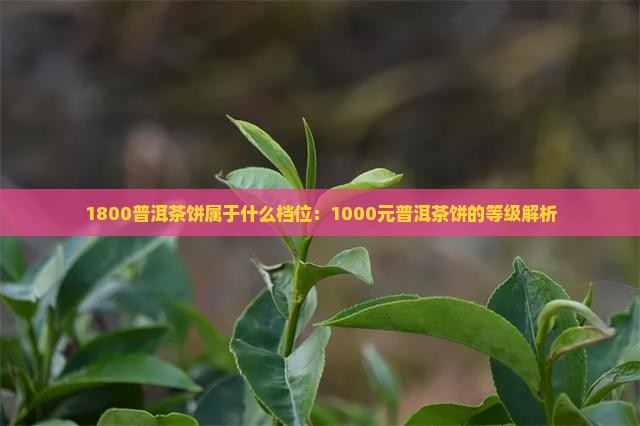 1800普洱茶饼属于什么档位：1000元普洱茶饼的等级解析
