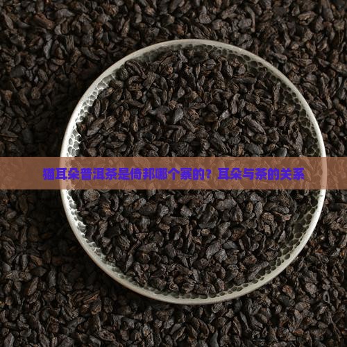 猫耳朵普洱茶是倚邦哪个寨的？耳朵与茶的关系