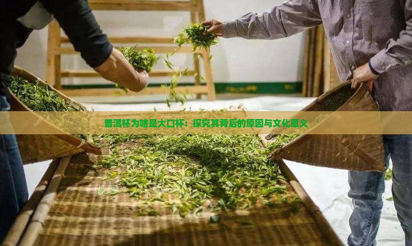 普洱杯为啥是大口杯：探究其背后的原因与文化意义