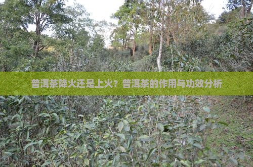 普洱茶降火还是上火？普洱茶的作用与功效分析