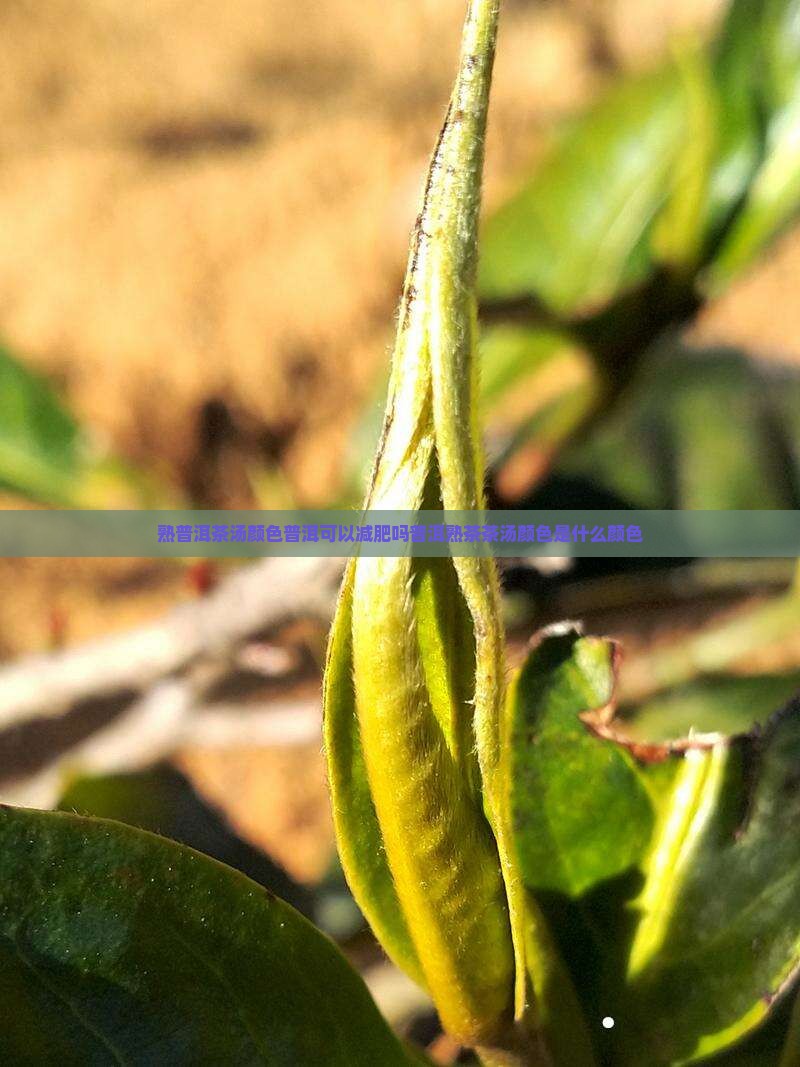 熟普洱茶汤颜色普洱可以减肥吗普洱熟茶茶汤颜色是什么颜色