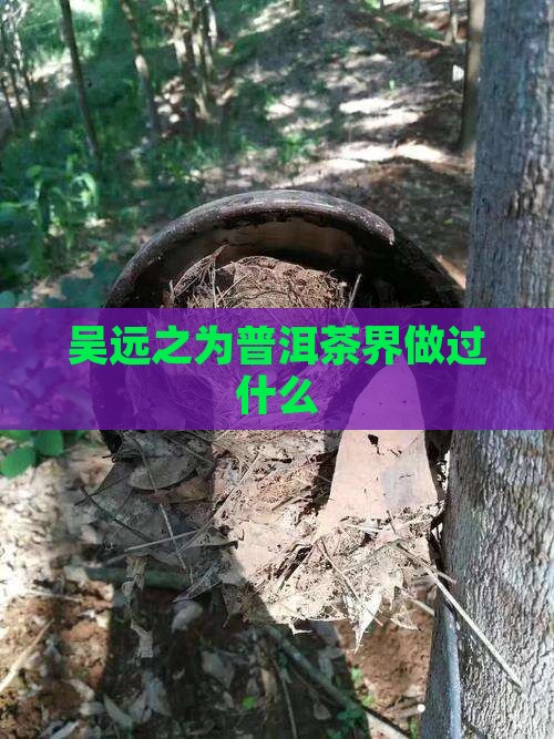 吴远之为普洱茶界做过什么
