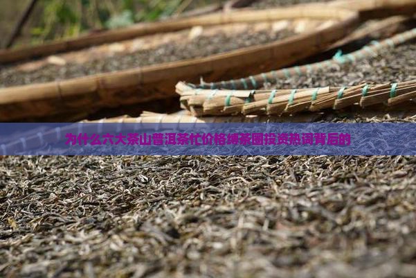 为什么六大茶山普洱茶忙价格缚茶圈投资热词背后的