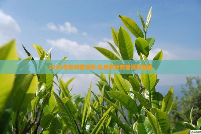 2005年老树普洱茶·吴启英经典普洱茶品鉴