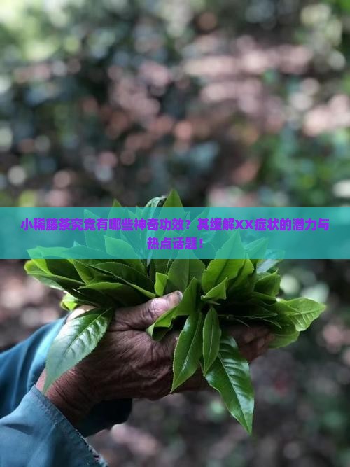 小稀藤茶究竟有哪些神奇功效？其缓解XX症状的潜力与热点话题！