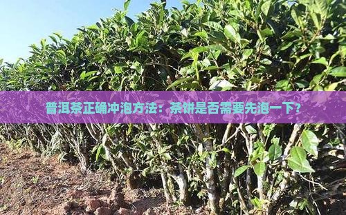 普洱茶正确冲泡方法：茶饼是否需要先泡一下？