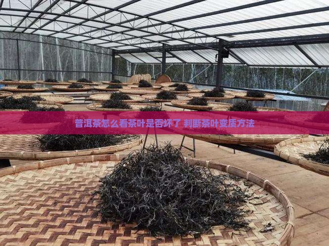 普洱茶怎么看茶叶是否坏了 判断茶叶变质方法