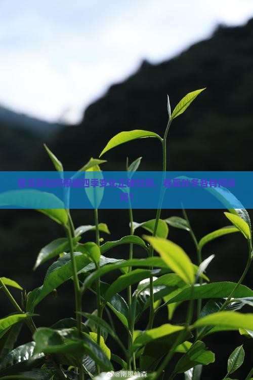 普洱茶如何根据四季变化正确饮用，春夏秋冬各有何讲究？