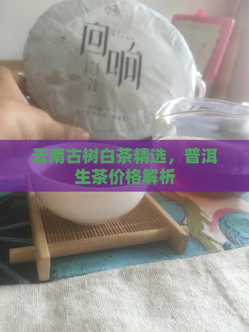 云南古树白茶精选，普洱生茶价格解析