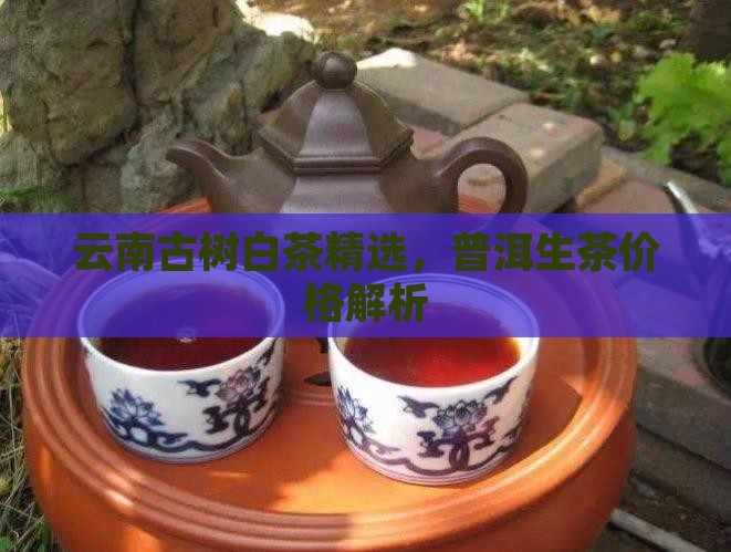 云南古树白茶精选，普洱生茶价格解析