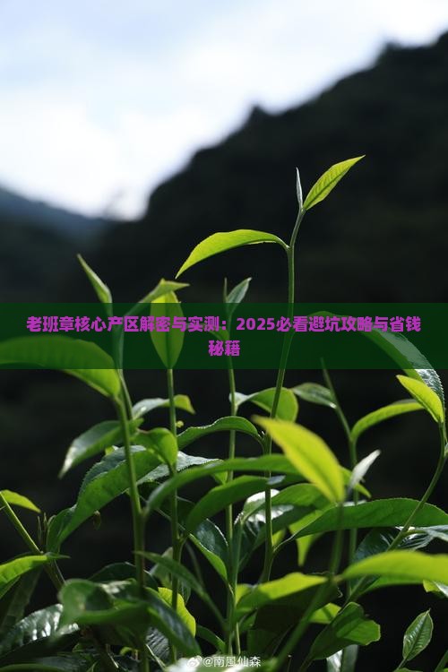 老班章的核心产区