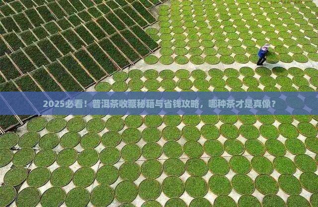 普洱什么茶适合购买藏