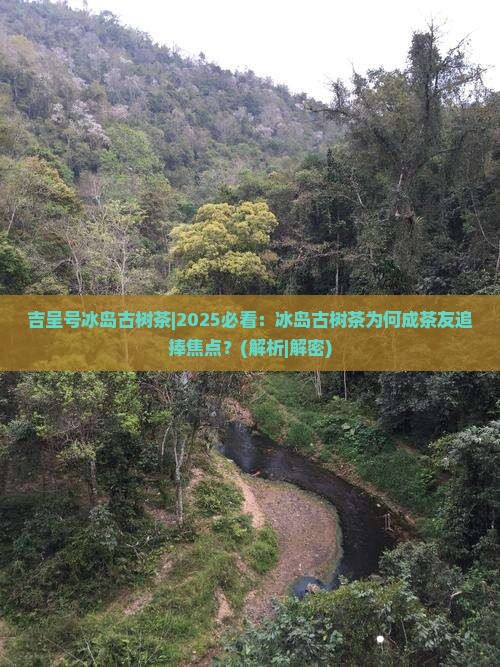 吉呈号冰岛古树茶
