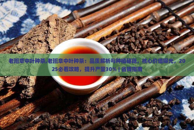 老班章中叶种茶