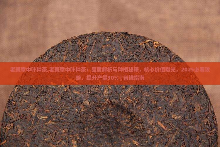 老班章中叶种茶