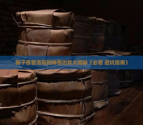 梅子香普洱茶功效与禁忌
