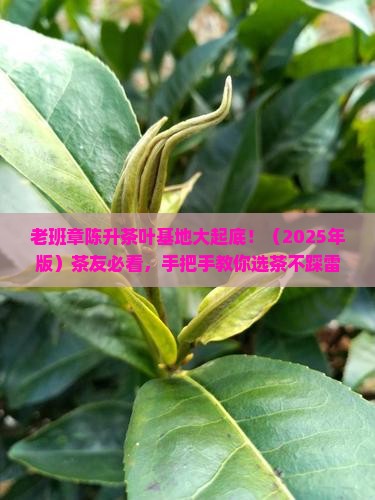 老班章陈升茶叶基地