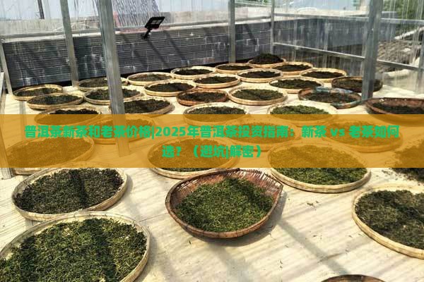 普洱茶新茶和老茶价格