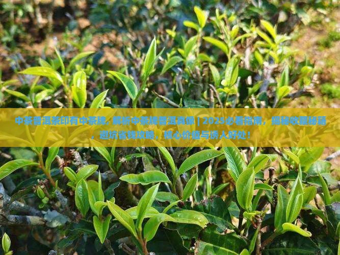 中茶普洱茶印有中茶牌 中茶普洱茶印有中茶牌