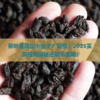 茶叶有虫还能喝吗