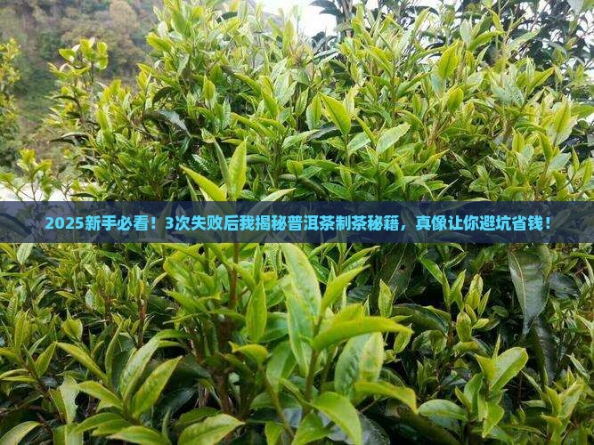 普洱茶制茶的真实经历