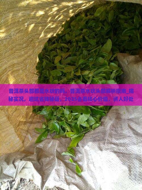 普洱茶头部都是水状的吗 普洱茶头部都是水状的吗