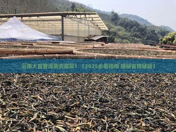 云南大益普洱茶去哪买