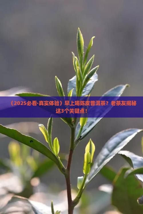 陈皮普洱茶早上喝