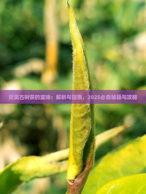 赞美古树茶的滋味