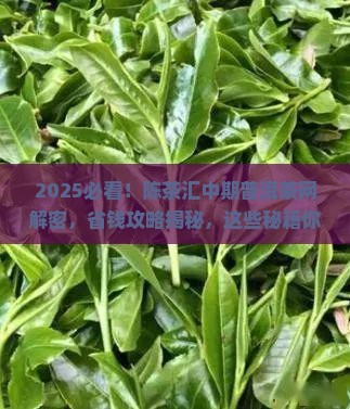 陈茶汇中期普洱茶网