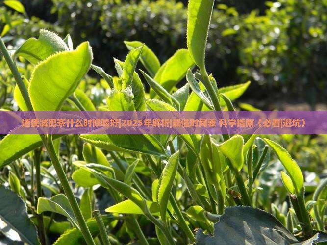通便减肥茶什么时候喝好