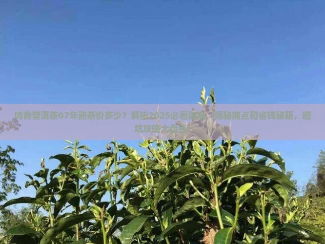 鸣青普洱茶07年熟茶价