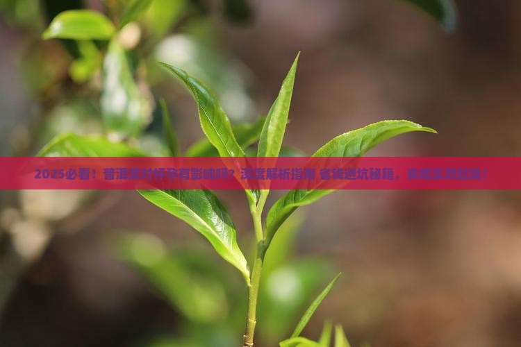 普洱茶对怀孕有影响吗