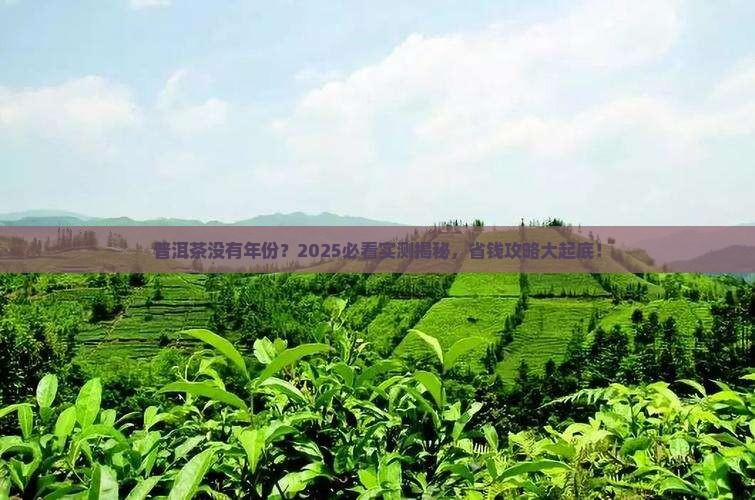 普洱茶没有年份