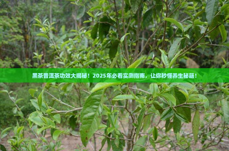黑茶的功效普洱茶的功效