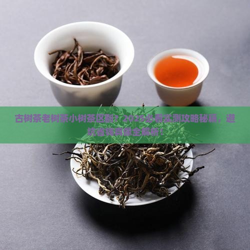 古树茶老树茶小树茶区别