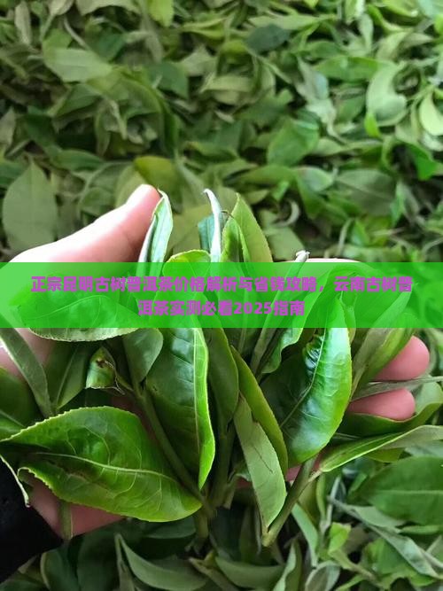 正宗昆明古树普洱茶