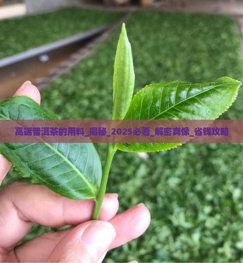 高端普洱茶的用料