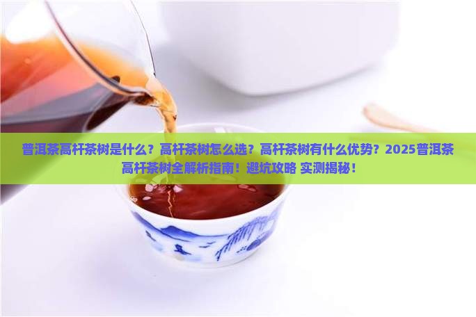 普洱茶高杆茶树