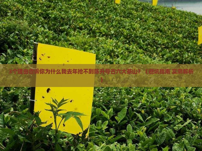 陈升号古六大茶山