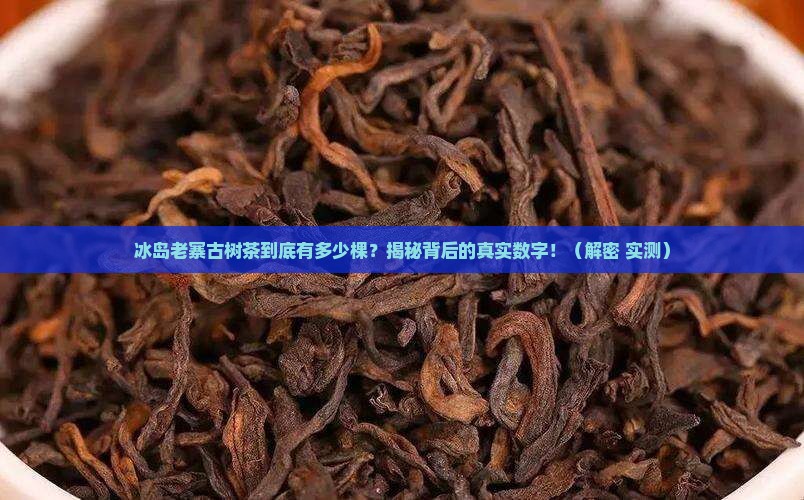 冰岛老寨古树茶有多少棵