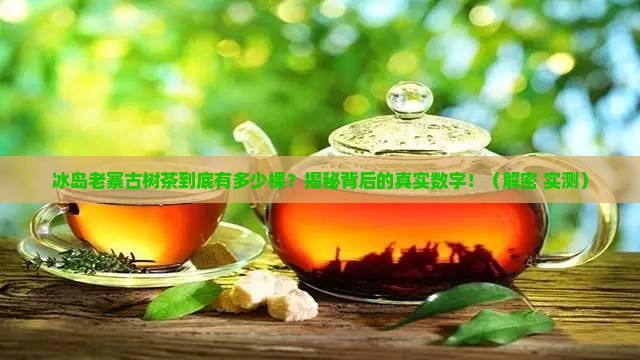 冰岛老寨古树茶有多少棵