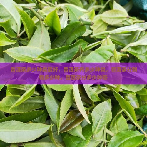 普洱茶多少种类