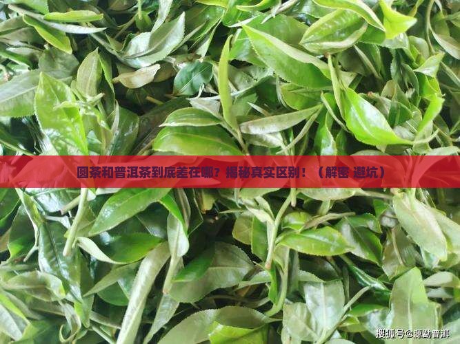 圆茶和普洱茶有什么不同