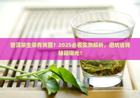 普洱茶生茶有黄菌