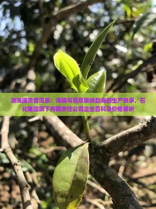 渤海瑞贡普洱茶