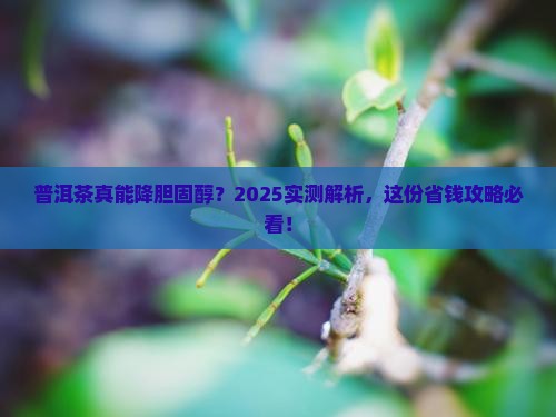 喝普洱茶可以降低胆固醇吗