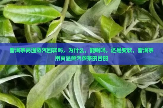 普洱茶高温蒸汽回软吗